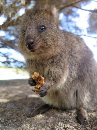 Top 15 Quokka Facts Diet Habitat Survival And More