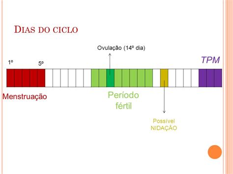 Ciclo Menstrual Ppt Carregar