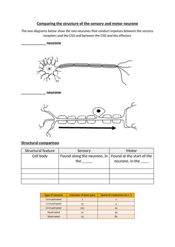 Structure Of Sensory And Motor Neurones Cie International A Level Biology Teaching Resources