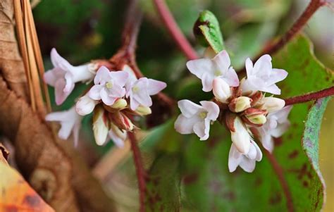 trailing arbutus...my favorite flower. photo by William Britten ...