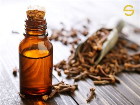 Clove Essential Oil At Rs Litre Lavang Tel In New Delhi Id