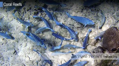 Causes Of Coral Reef Destruction In The Caribbean • Blane Perun's ...