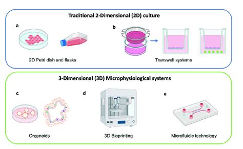 Traditional 2 Dimensional Culture And 3 Dimensional Microphysiological