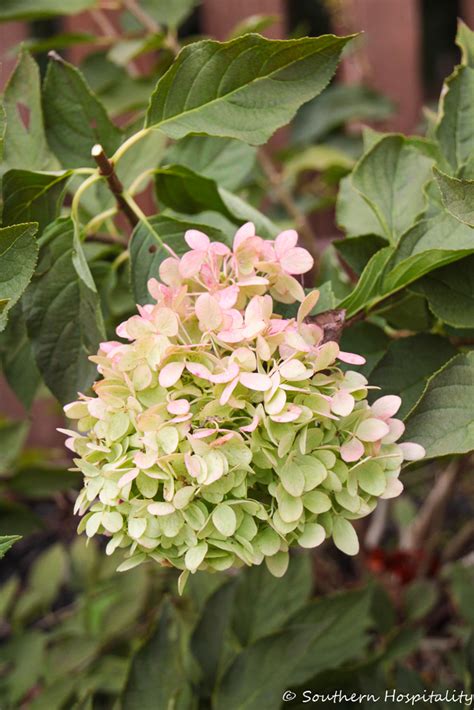 How To Dry Limelight Hydrangeas Southern Hospitality