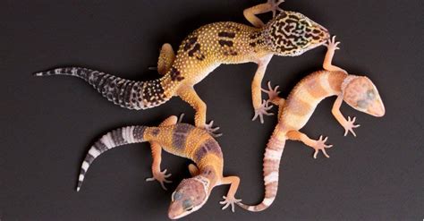 Male Vs Female Leopard Geckos A Z Animals