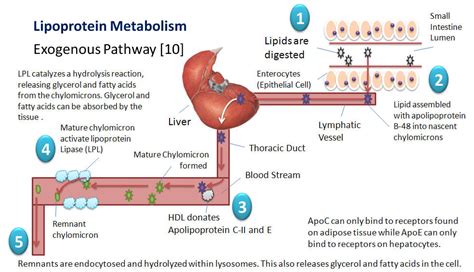 Lipoprotein Metabolism An Overview Of Lipoproteins