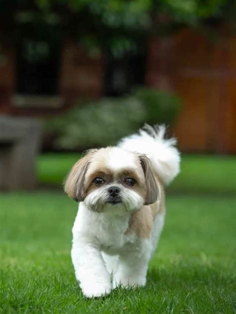 7 Shih Tzu Mixes That Make Terrific Pets - PupVine