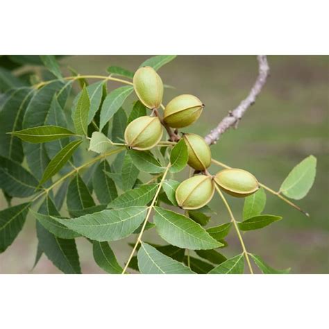 6 Pecan Tree Seeds for Planting - Carya illinoinensis - Walmart.com