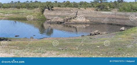 Landschaft Mit Wild Lebenden Tieren Am Stausee Im Strauchland Am Kr Ger