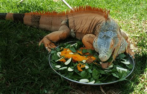 Iguana Diet and Nutritional Needs - Reptile Care