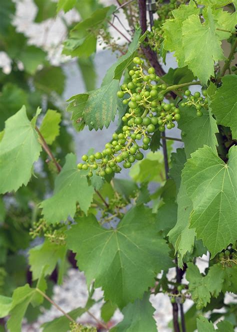 Descubre Las Plantas Trepadoras Con Sombra M S Bellas