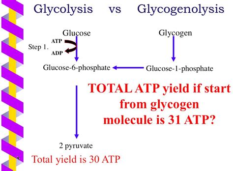 ATP Production Of One Glucose