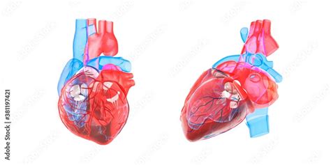 Heart anatomy, front and side view, 3d illustration on white background ...