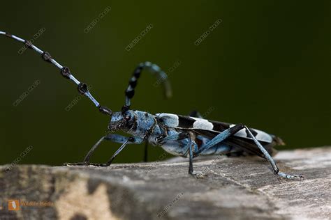 Alpenbock Bild bestellen - Naturbilder bei Wildlife Media