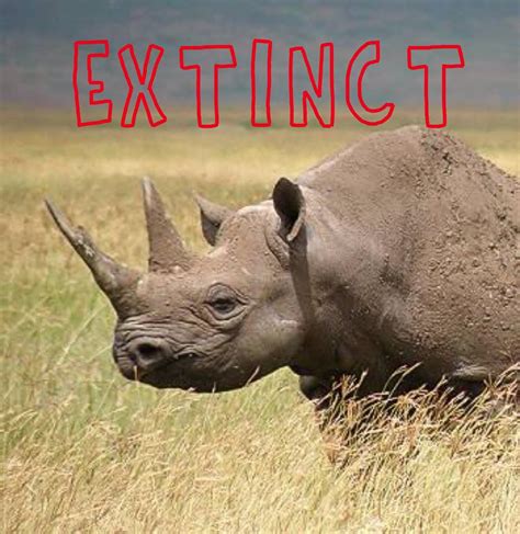 Black Rhino Officially Extinct | Exposing the Big Game