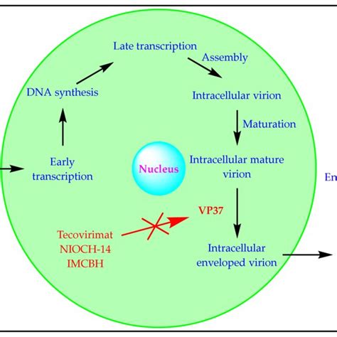 The Replication Cycle Of An Opvmpoxv Download Scientific Diagram