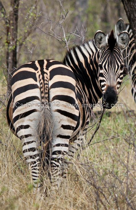 Pin di Debbie Sanderson su Zebras | Africa, Immagini