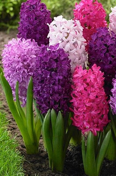 3 Jumbo Very Berry Hyacinth Perennial Bulb Collection Perfect Time To