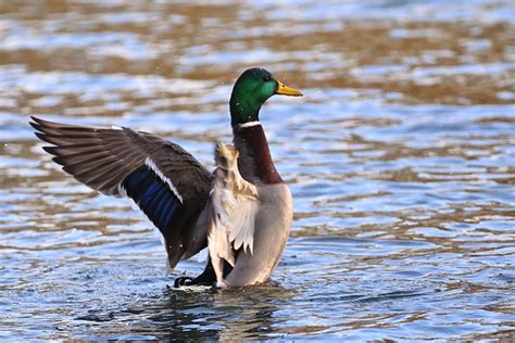 Colvert Canard Lac Photo Gratuite Sur Pixabay