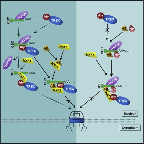 Cellular Hnrnpab Binding To Viral Nucleoprotein Inhibits Flu Virus