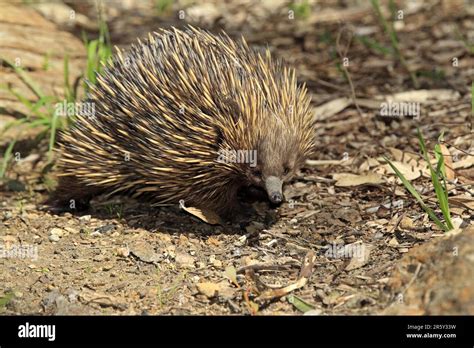 Short Beaked Echidna Tachyglossus Aculeatus South Australia Echidna