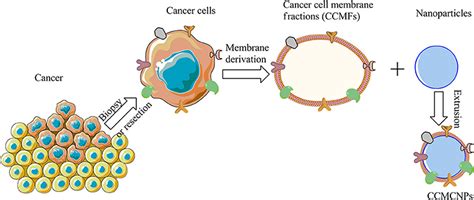 Frontiers Biomimetic Nanoparticles Camouflaged In Cancer Cell