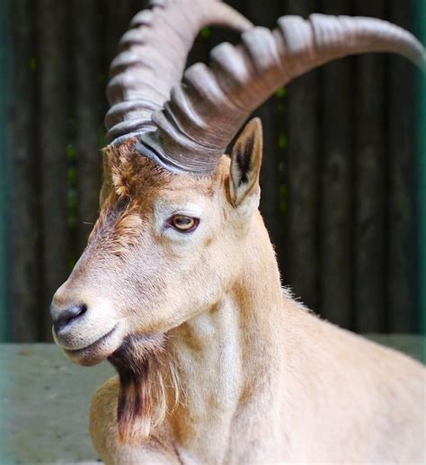 Capricorn Alpine Ibex Horns · Free photo on Pixabay