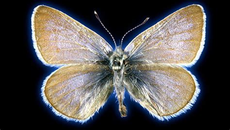 93-Year-Old Butterfly Is The First US Insect To Go Extinct Because Of ...