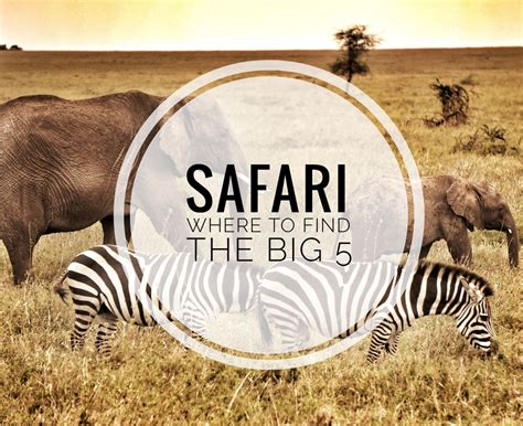 Where To Find The Big 5 Safari In Tanzania Tanzania Safari Big 5