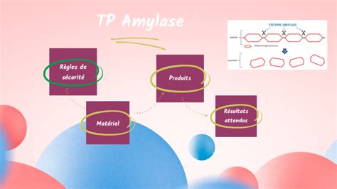 TP Amylase By Emeline SALVA On Prezi