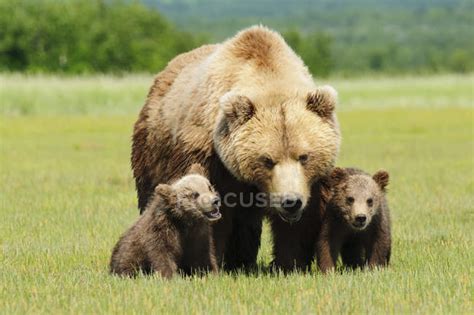 Brown Grizzly Bear — cubs, live - Stock Photo | #162677078