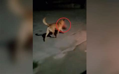 Video Captan A Perro Paseando Con Cabeza Humana En Zacatecas Fuertes