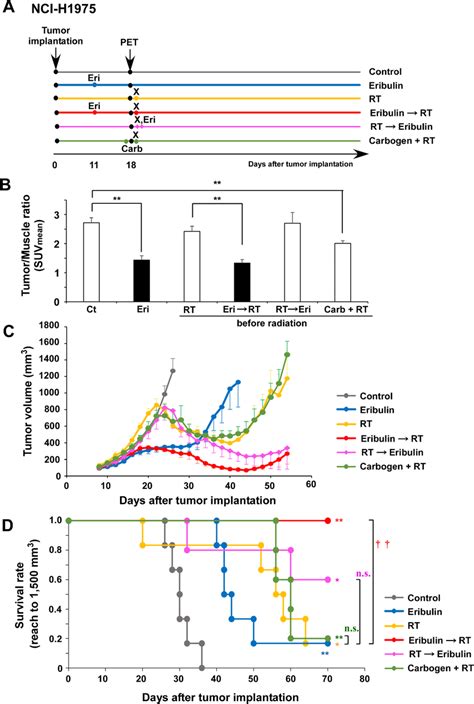 The Combination Of Eribulin And X Ray Irradiation Causes Significant