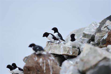 30 Arctic Birds And Seabirds Top Facts Places Habits Poseidon