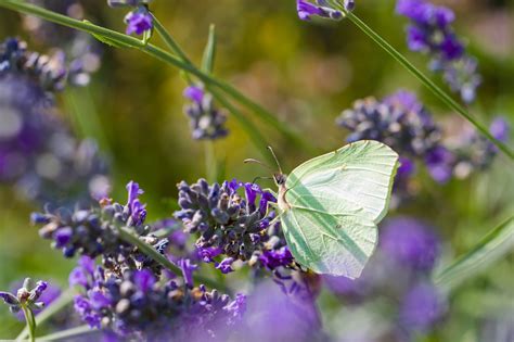 Inseto Borboleta Entomologia Foto Gratuita No Pixabay Pixabay