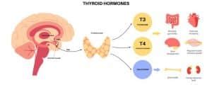 What Are Tropic Hormones & Why They Are Important?