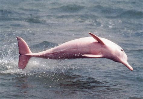 Explainer: why are the endangered dolphins of Hong Kong pink?