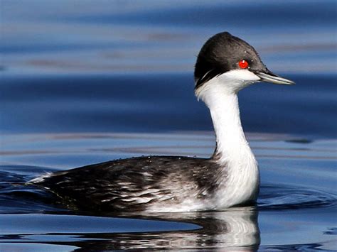 15 Black Birds with Red Eyes - Sonoma Birding