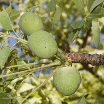 Anacardiaceae R Br Plants Of The World Online Kew Science