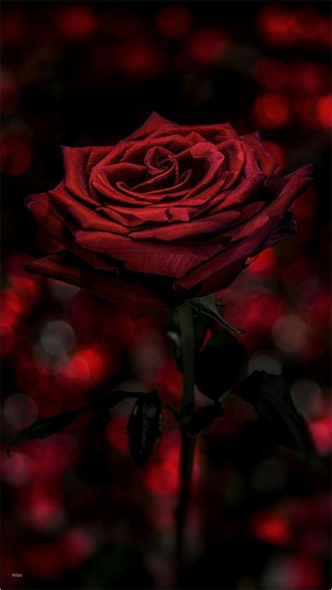 Dark Red Roses Wallpapers on WallpaperDog