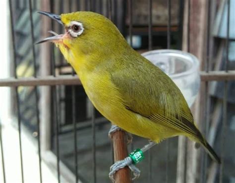 BURUNG PLECI Cara Merawat Pakan Harga Jual Lengkap