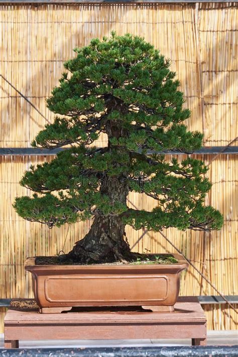 Five Needle Pine Bonsai Tree At Nagoya Castle Bonsai Show Nagoya