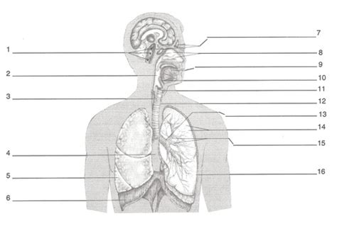 Respiratory System Labeling Flashcards Quizlet