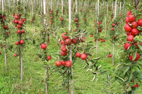 Apfel Aus Kern Ziehen So Wird Ein Baum Daraus