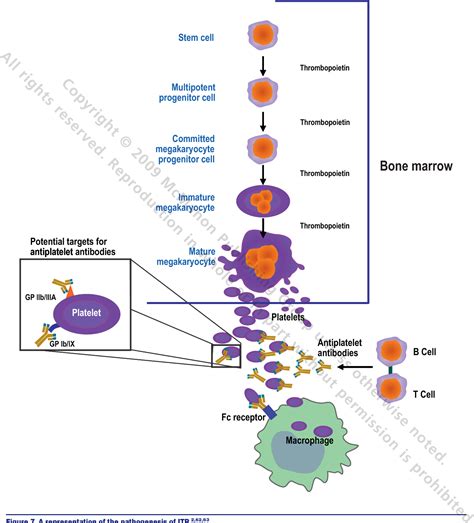 Figure 7 From Pathophysiology Of Immune Thrombocytopenic Purpura Semantic Scholar