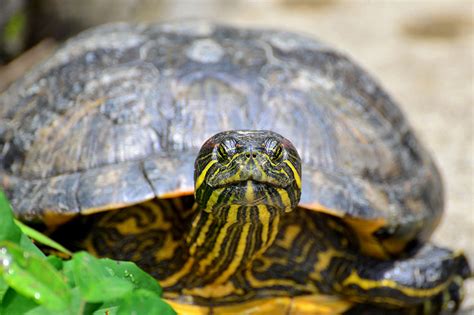 今日は何の日 5月23日は「World Turtle Day／世界カメの日」 - INSIGHT NOW!