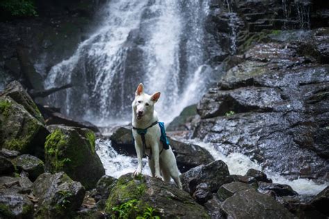 The Top 5 Waterfalls near Maggie Valley & Waynesville NC