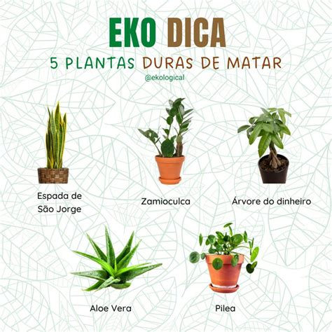 N O Tem Tempo Para Cuidar Das Suas Plantas Esses S O Alguns Exemplos