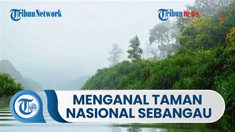 Mengenal Taman Nasional Sebangau Merupakan Salah Satu Kawasan