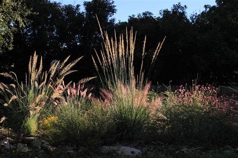 Rock-Oak-Deer: Celebrating Texas Native Plant Week in the garden